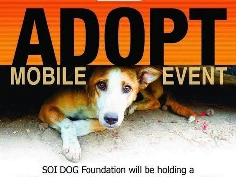 Soi Dog’s monthly Mobile Adoption