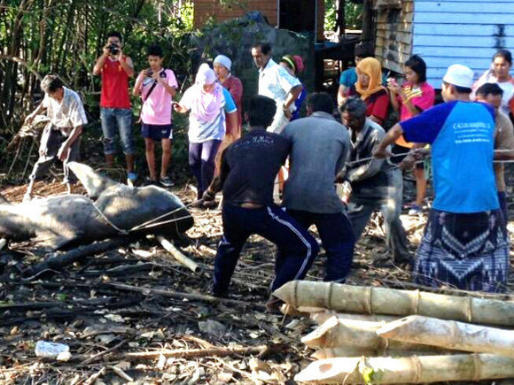 Giant shark near Phuket ends up on barbecues