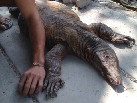 Monitor lizard beaten to death in Krabi