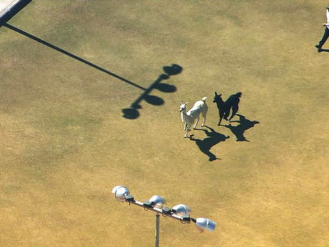 Llamas go on the lam in US, Twitter explodes