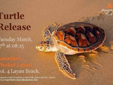 Anantara Phuket Layan Annual Turtle Release 2015