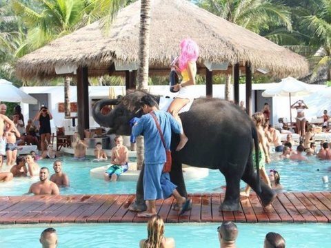 Phuket beach club lambasted over party elephant