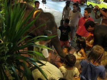 Young Elephant at Phuket's Dino Park Becomes Fresh Target for Animal Activists