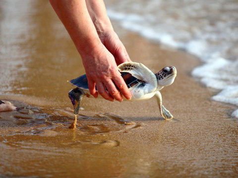 Celebrate Songkran with turtle release