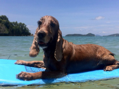 Pet of the week: Almond the Cocker Spaniel