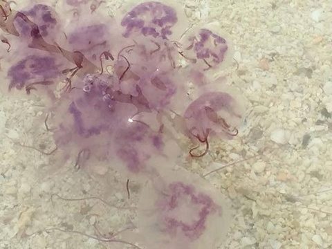 Jellyfish colonies off Phi Phi spark fears of  big quake