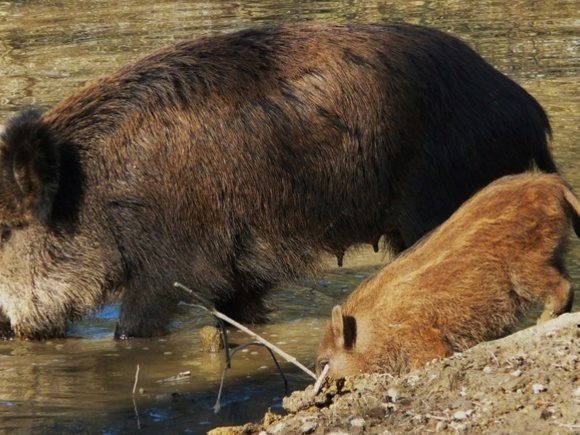 Wild boar lets loose in Hong Kong shopping mall