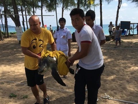 Phuket lifegaurds save Olive Ridley from fishing net