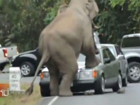 Elephant attacks spur Khao Yai road rethink